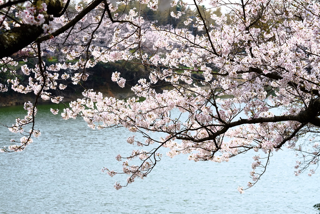 桜。