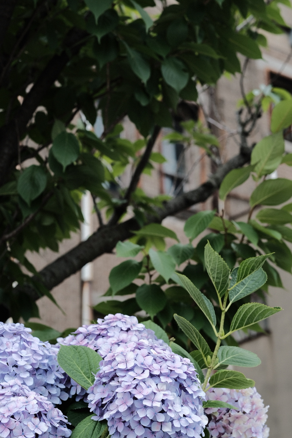 2019紫陽花LAST。