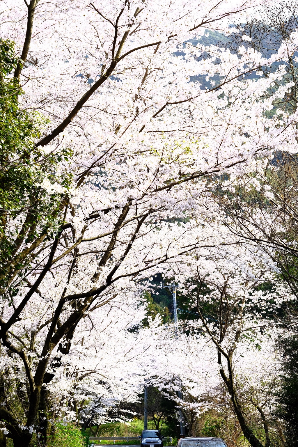 桜の道。