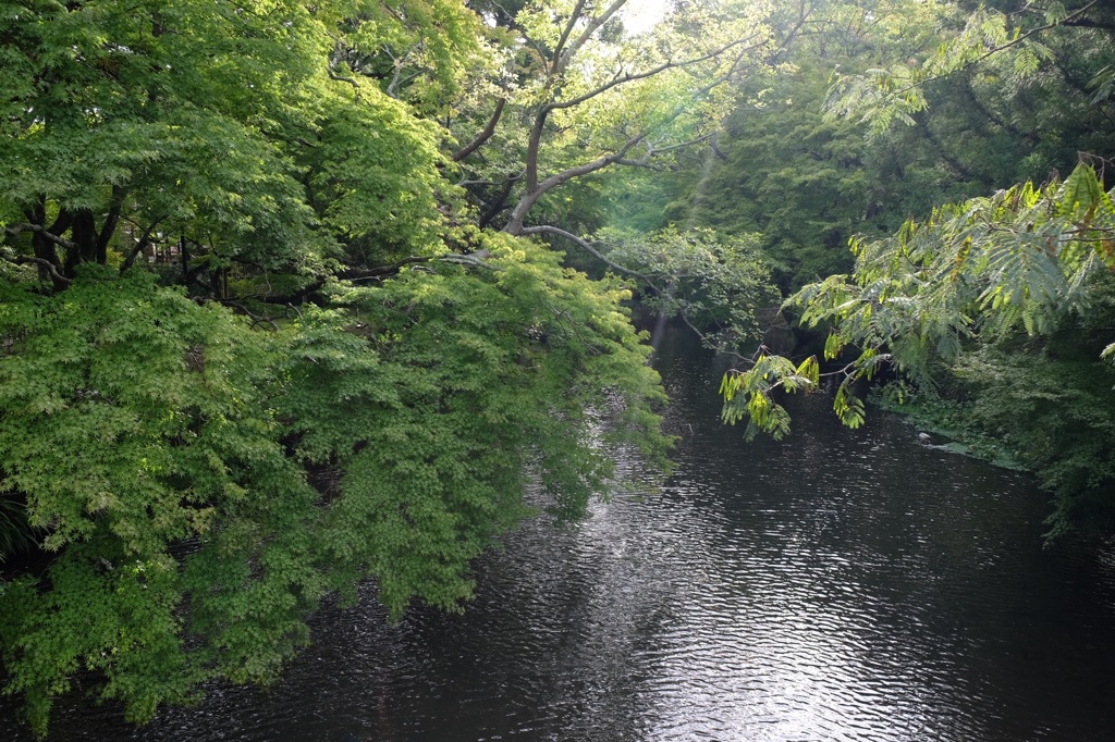 ひかり。
