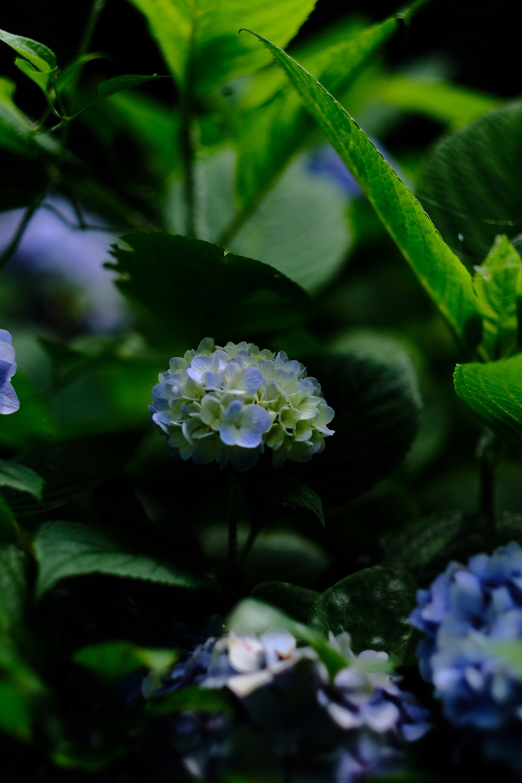 2019紫陽花①。