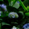 2019紫陽花①。