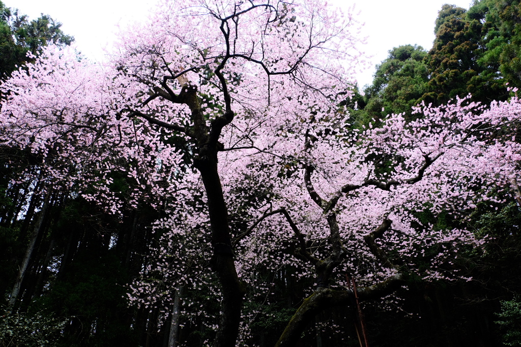 今年は行けなかった桜。