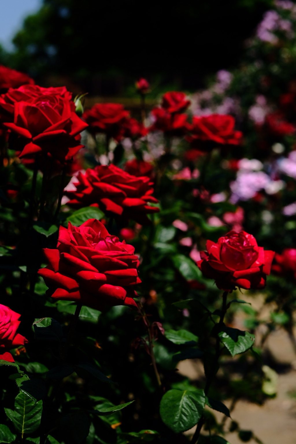 2019薔薇②。