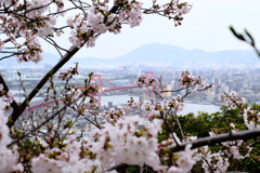 桜と橋。