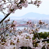桜と橋。