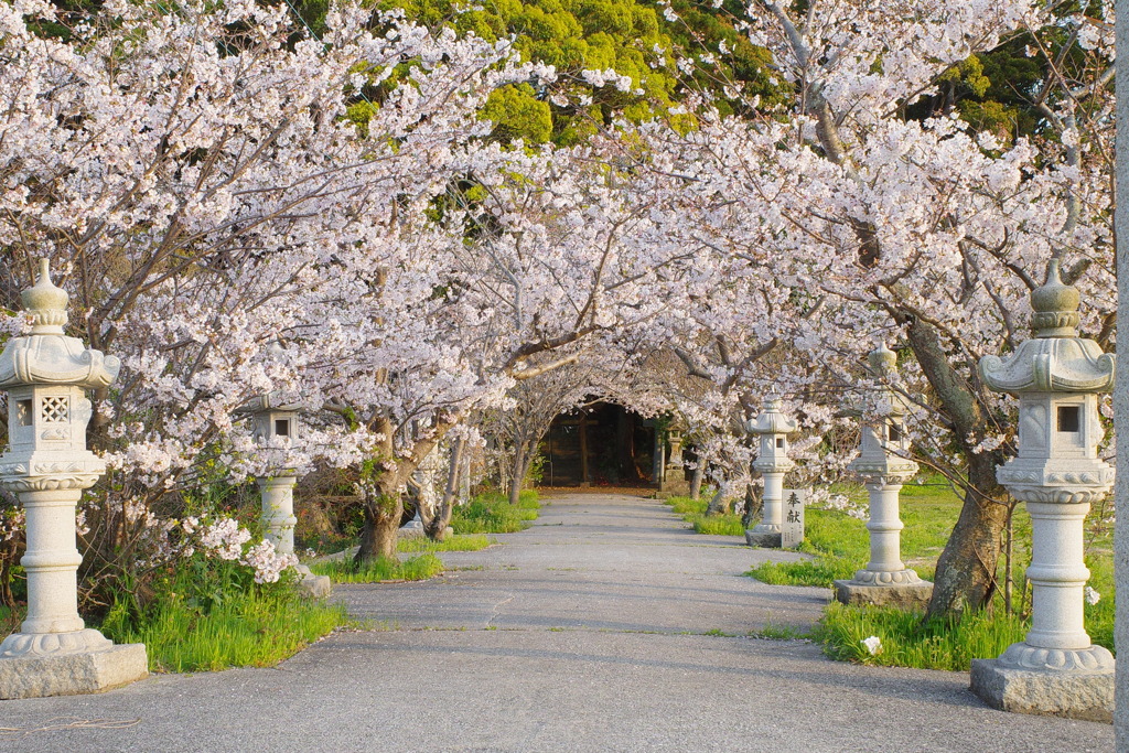 桜のトンネル。