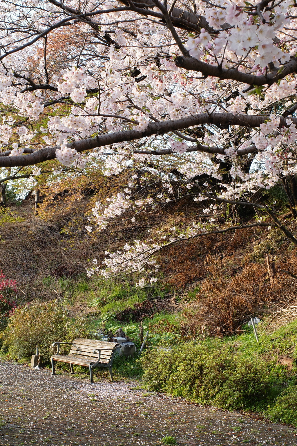 桜とベンチ。