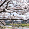 桜と菜の花。