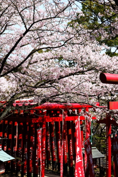 鳥居と桜。