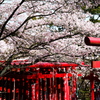 鳥居と桜。