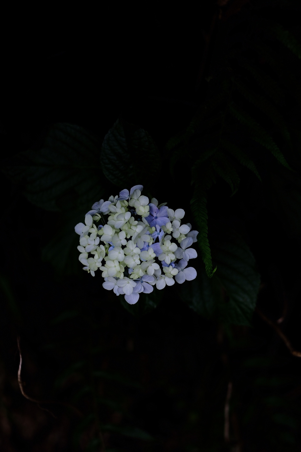 2019紫陽花②。