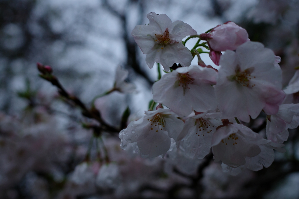 雨とさくら。