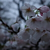 雨とさくら。