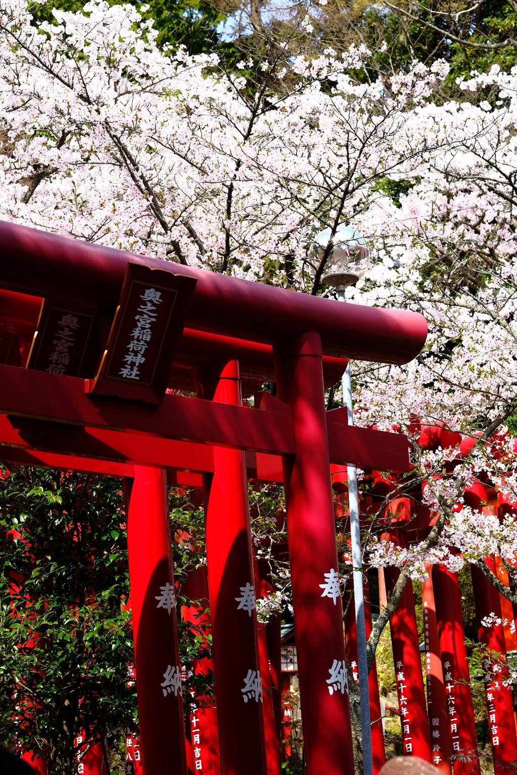 鳥居と桜。