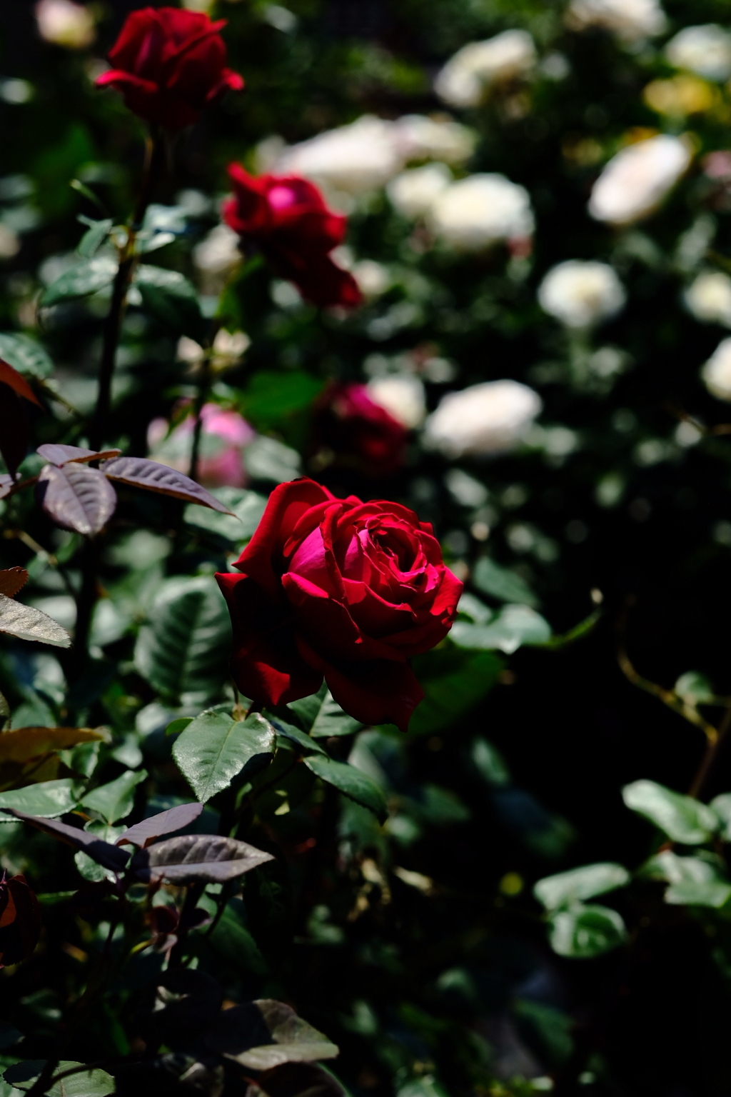 2019薔薇①。