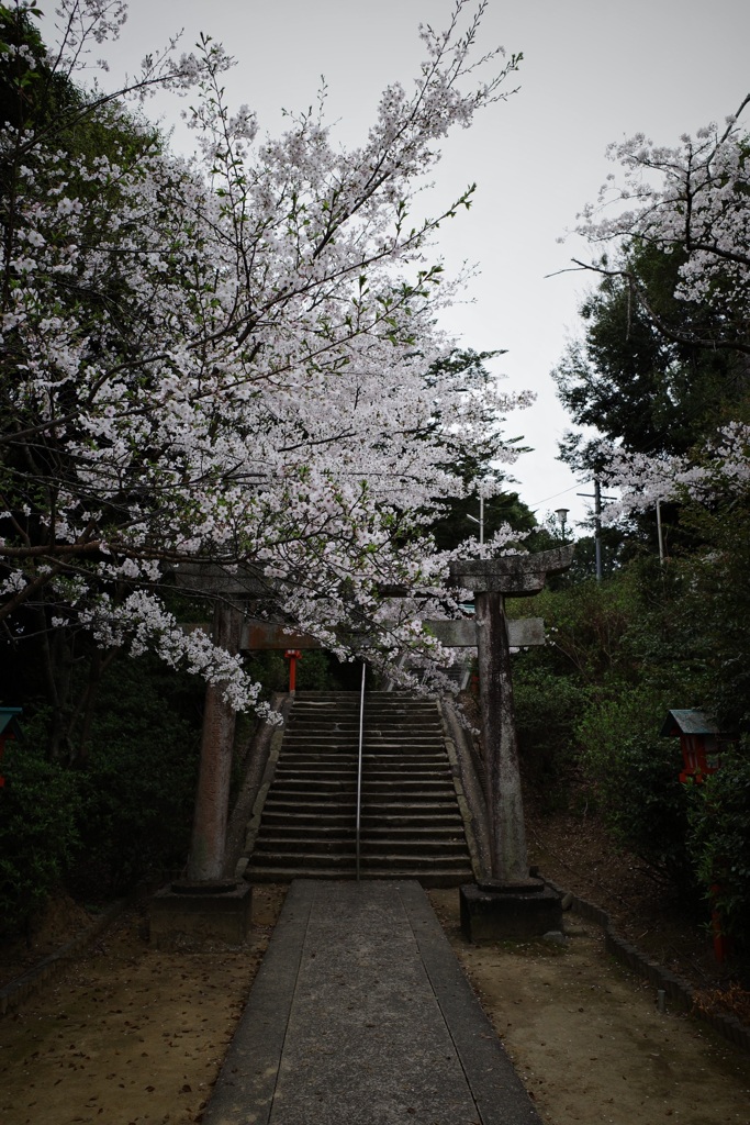 さくらと神社③。