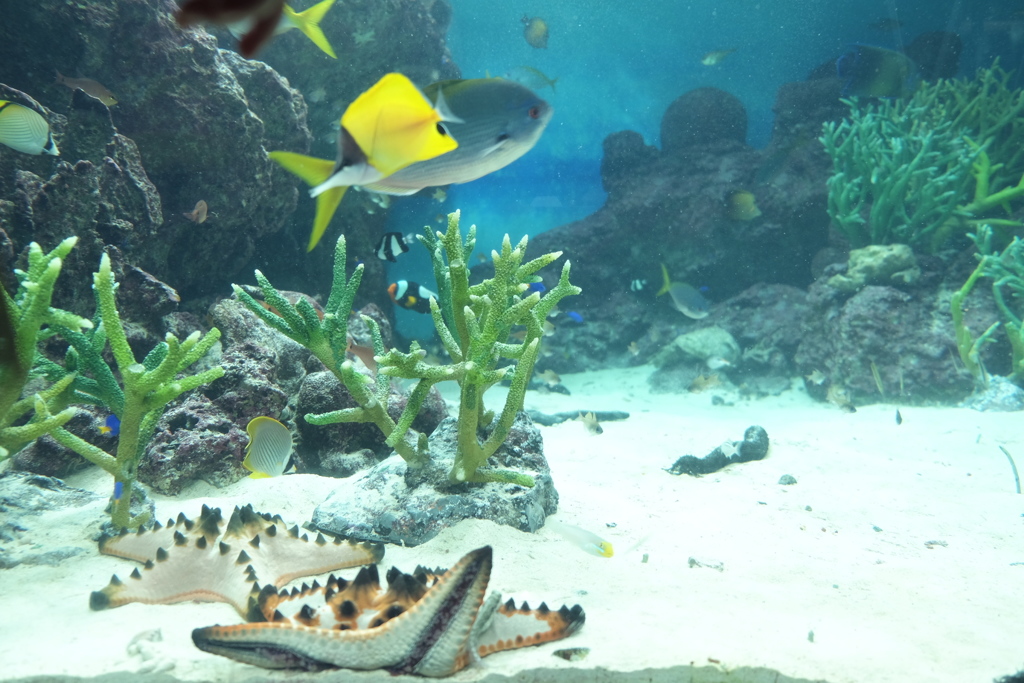水族館。