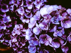 雨に濡れた紫陽花