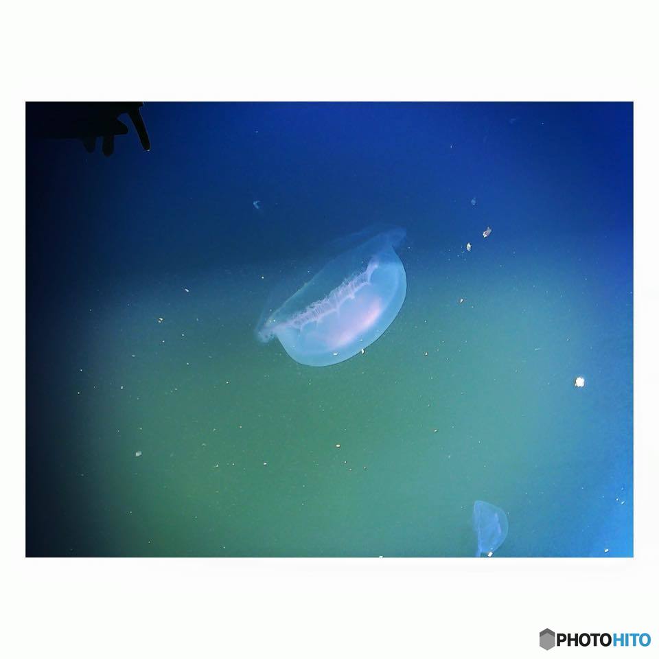 jellyfish