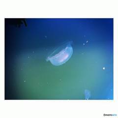 jellyfish