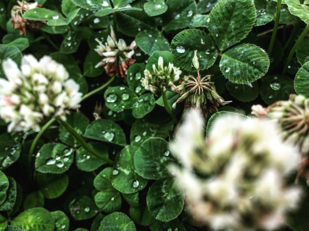 clover