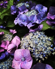 紫陽花