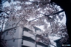 遅咲き