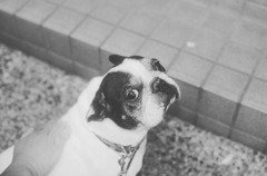 アイコンタクト