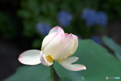 お寺の蓮華