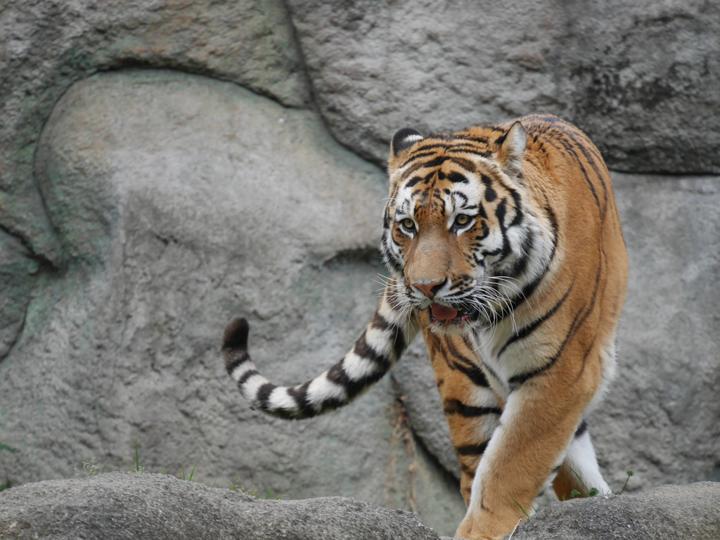 キャットウォーク