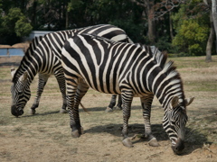 stripes