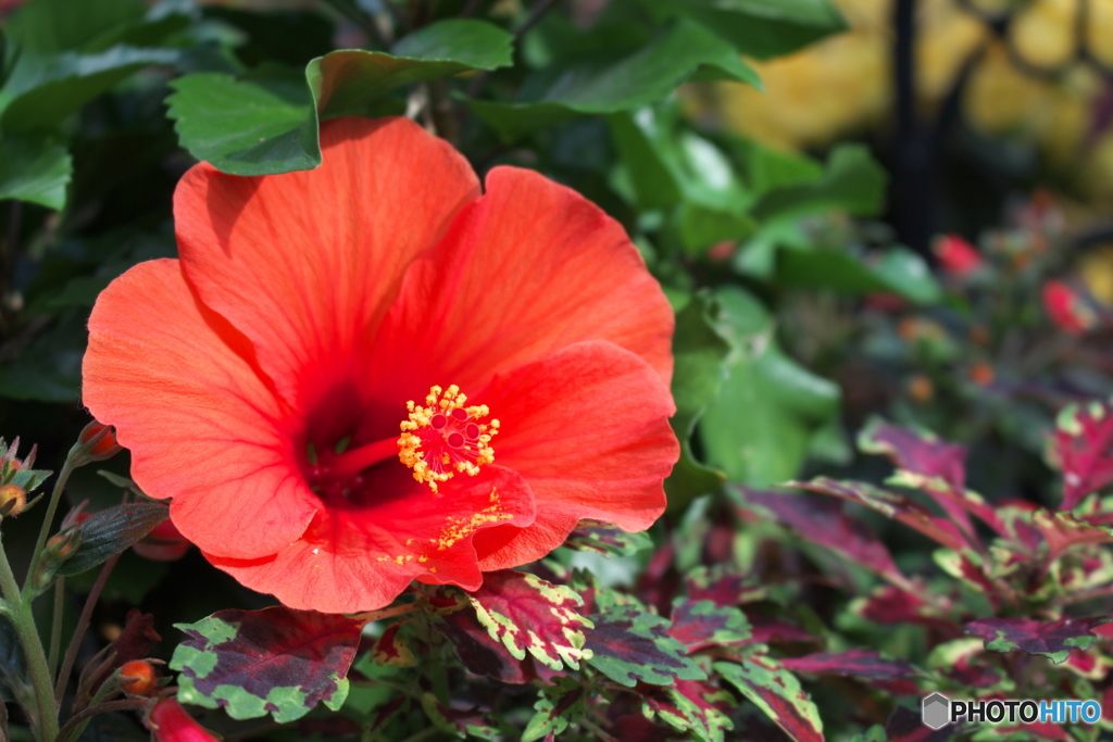 tropical red
