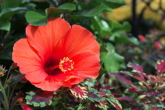 tropical red