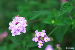 近くのお花４