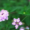 近くのお花４