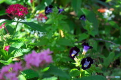 小さな花たち