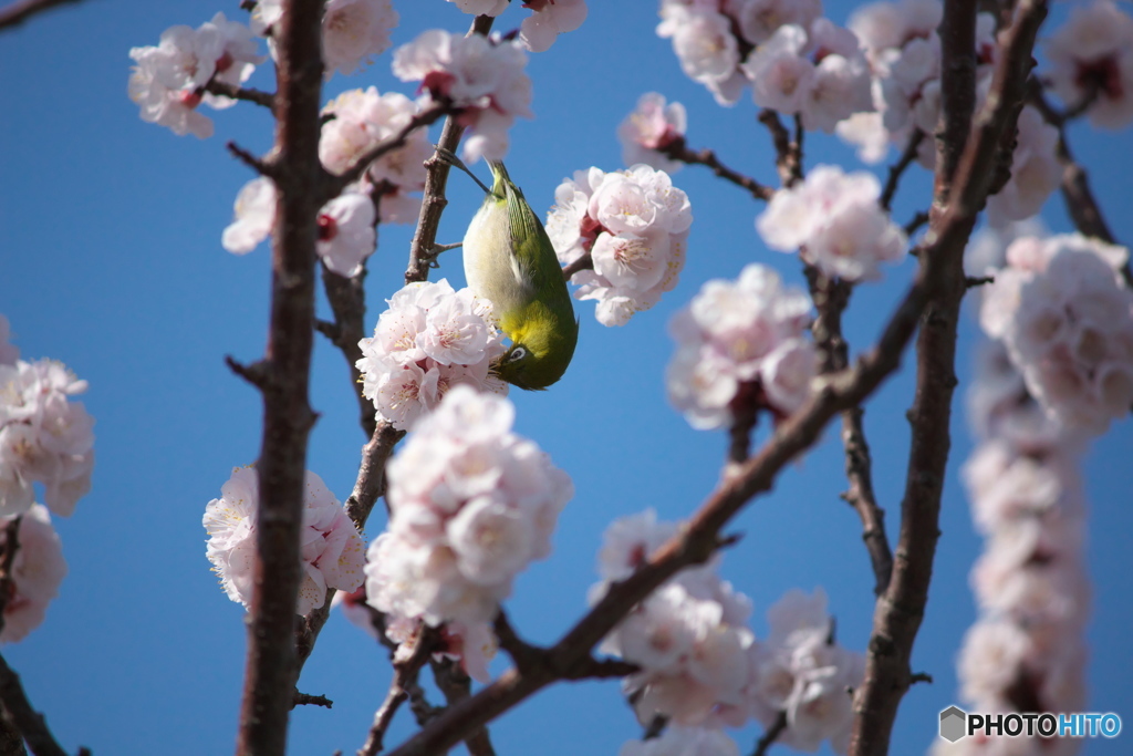 花に惹かれて　その２