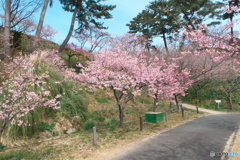 もうすぐ春爛漫