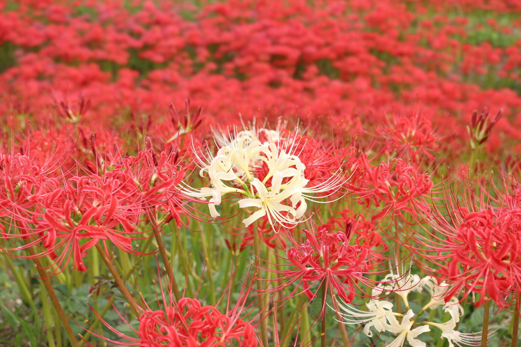 red & white　その2