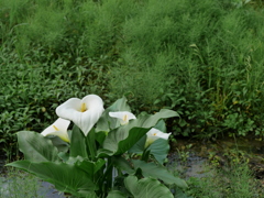 水辺にて