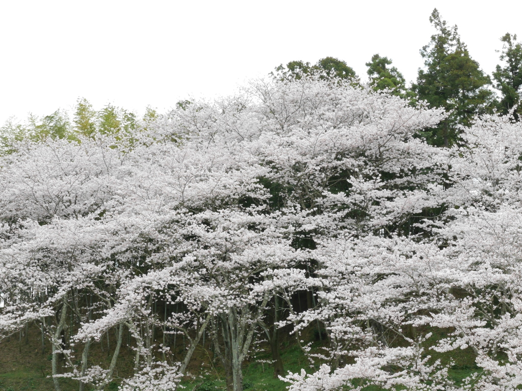 曇天の桜