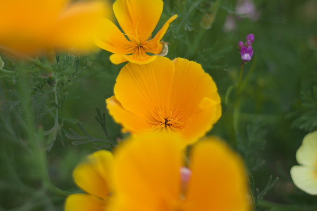 路傍の花　その３