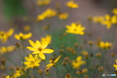 近くのお花５