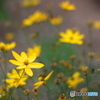 近くのお花５