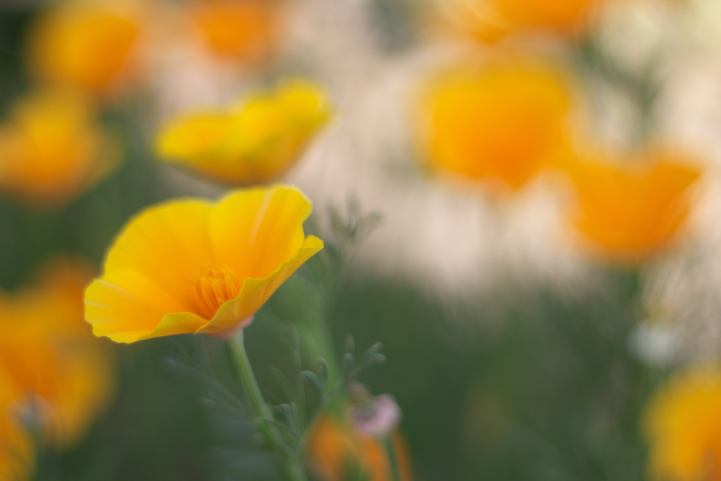 路傍の花　その２