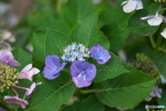 近くのお花２