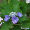 近くのお花２