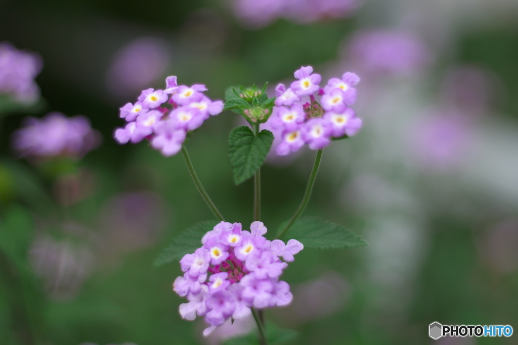 近くのお花１