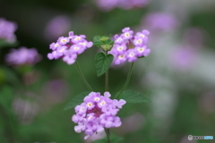 近くのお花１